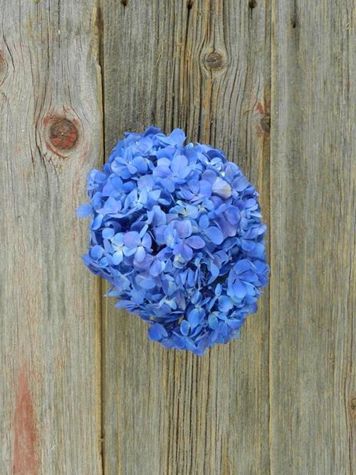 SHOCKING  BLUE HYDRANGEAS